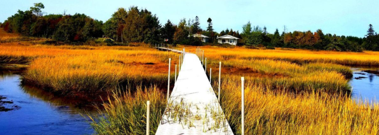 Screenshot 2023 06 19 104525 768x275