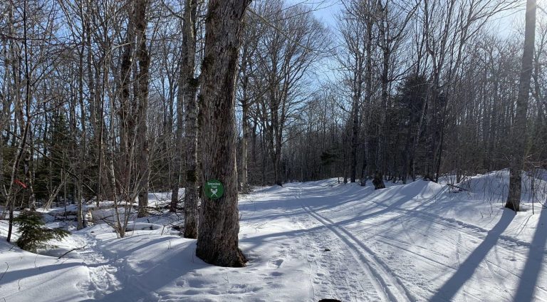 Souris Striders 768x424