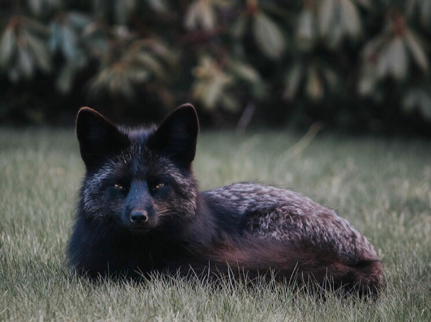 The Foxes of East Point Lighthouse