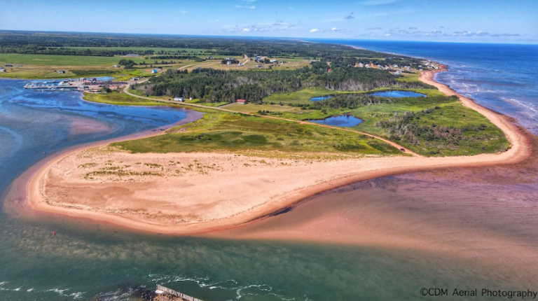 saveageharbourbeach 768x430