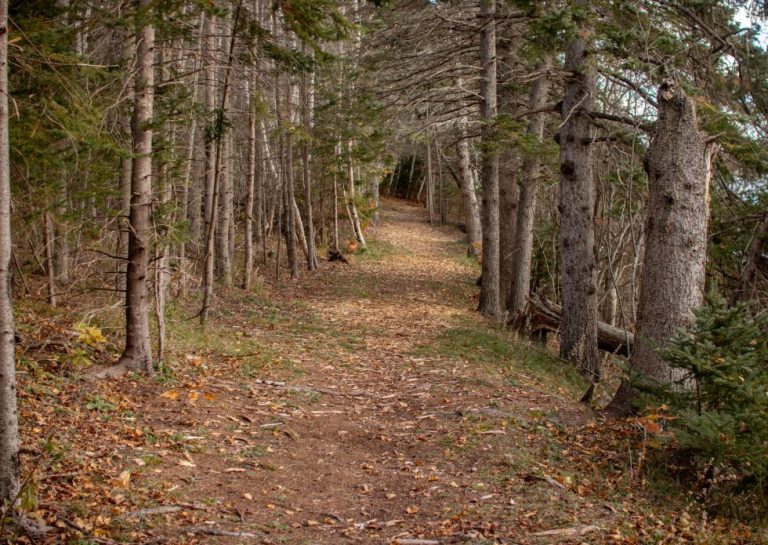 IMG 2320 980x695 1 768x545