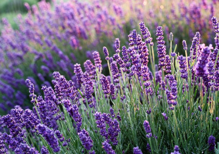 Untitled design 6 768x543